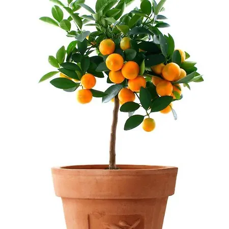 Apartment Orange Tree Garden
