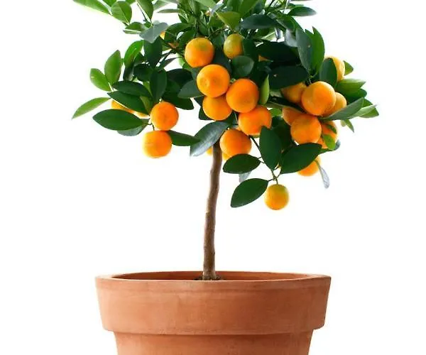 Appartement Orange Tree Garden